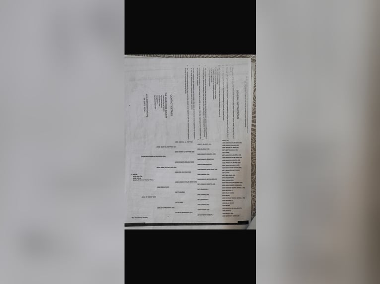 Koń czystej krwi arabskiej Ogier 1 Rok 155 cm Formy Brown Falb in Großefehn Ostgroßefehn