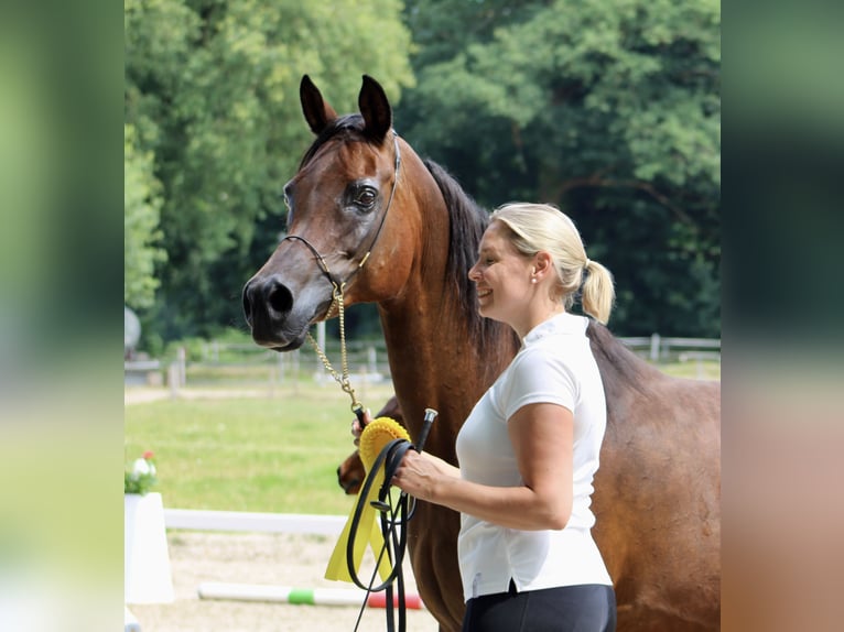 Koń czystej krwi arabskiej Ogier 1 Rok 155 cm Gniada in Wangerland Hohenkirchen