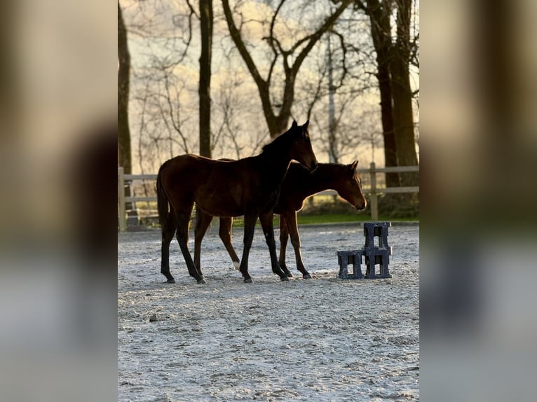 Koń czystej krwi arabskiej Ogier 1 Rok 155 cm Gniada in Wangerland Hohenkirchen