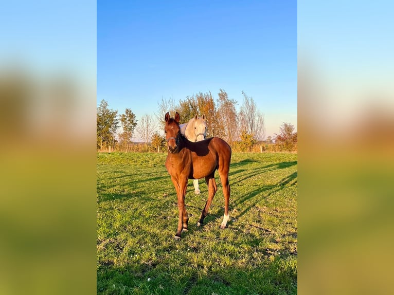 Koń czystej krwi arabskiej Ogier 1 Rok 155 cm Gniada in Wangerland Hohenkirchen