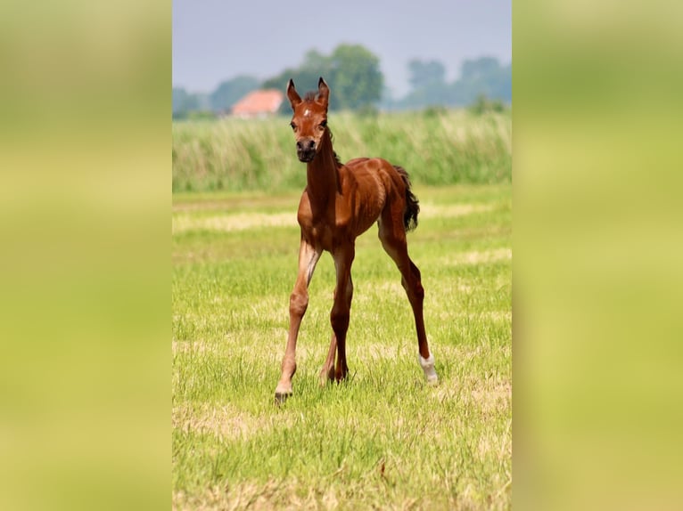 Koń czystej krwi arabskiej Ogier 1 Rok 155 cm Gniada in Wangerland Hohenkirchen