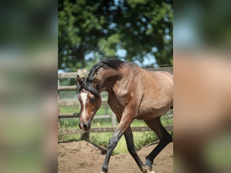 Koń czystej krwi arabskiej Ogier 1 Rok 155 cm Siwa in Heusden