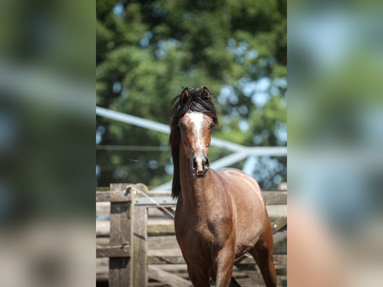 Koń czystej krwi arabskiej Ogier 1 Rok 155 cm Siwa in Heusden