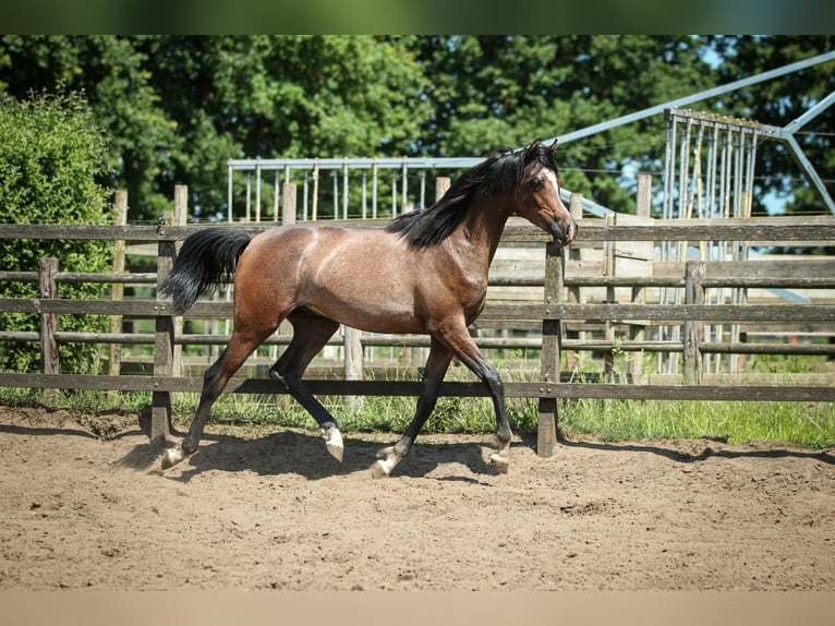 Koń czystej krwi arabskiej Ogier 1 Rok 155 cm Siwa in Heusden