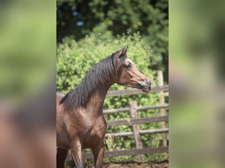 Koń czystej krwi arabskiej Ogier 1 Rok 155 cm Siwa in Heusden