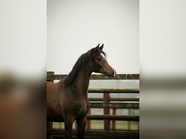 Koń czystej krwi arabskiej Ogier 1 Rok 155 cm Siwa in Heusden