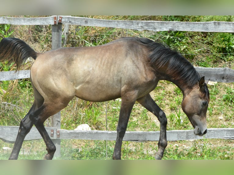 Koń czystej krwi arabskiej Ogier 1 Rok 155 cm Siwa in Koprivnica