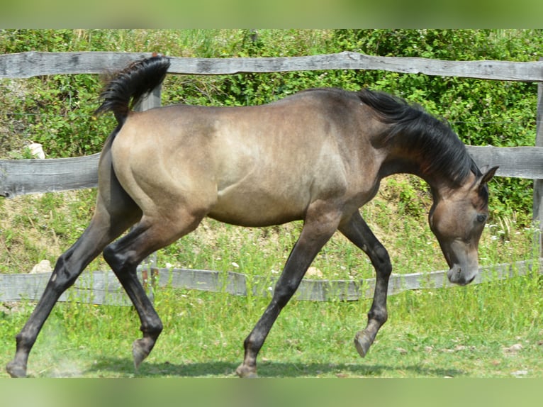 Koń czystej krwi arabskiej Ogier 1 Rok 155 cm Siwa in Koprivnica