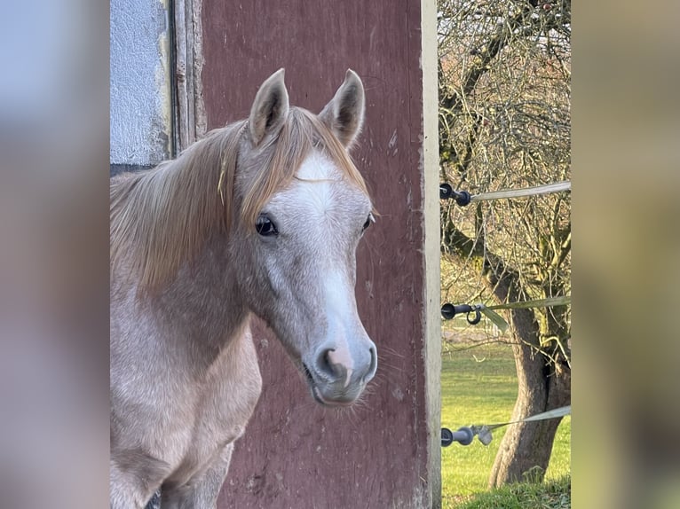 Koń czystej krwi arabskiej Ogier 1 Rok 156 cm Siwa in Gemünden (Felda)
