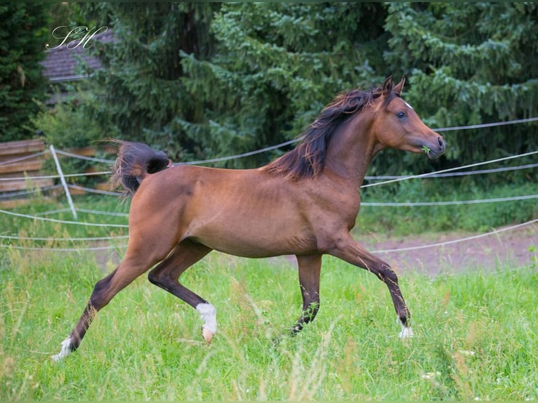 Koń czystej krwi arabskiej Ogier 1 Rok 158 cm Ciemnogniada in Brieselang