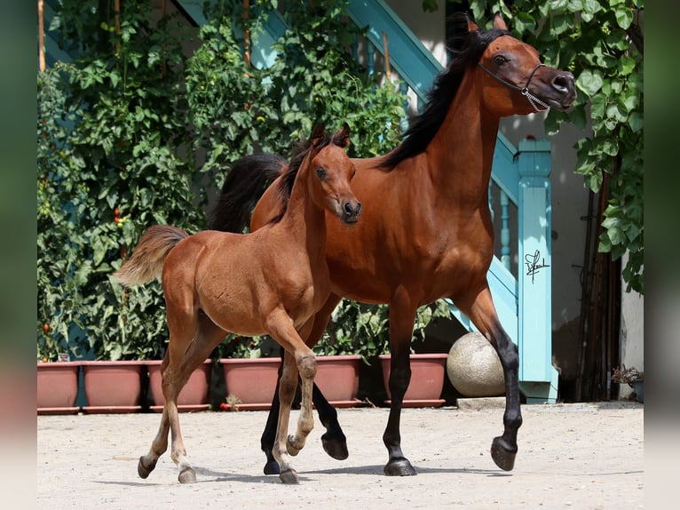 Koń czystej krwi arabskiej Ogier 1 Rok 158 cm Gniada in Essenbach