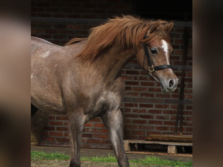 Koń czystej krwi arabskiej Ogier 1 Rok 160 cm Siwa in Mol