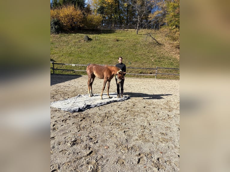 Koń czystej krwi arabskiej Ogier 1 Rok 165 cm Siwa in Bad Schwanberg