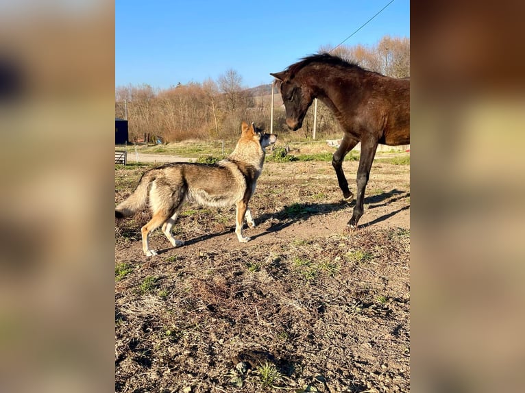 Koń czystej krwi arabskiej Ogier 1 Rok Ciemnogniada in Slovakia