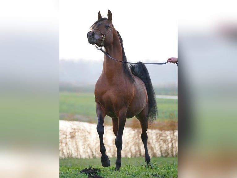 Koń czystej krwi arabskiej Ogier 1 Rok Ciemnogniada in Zaandam