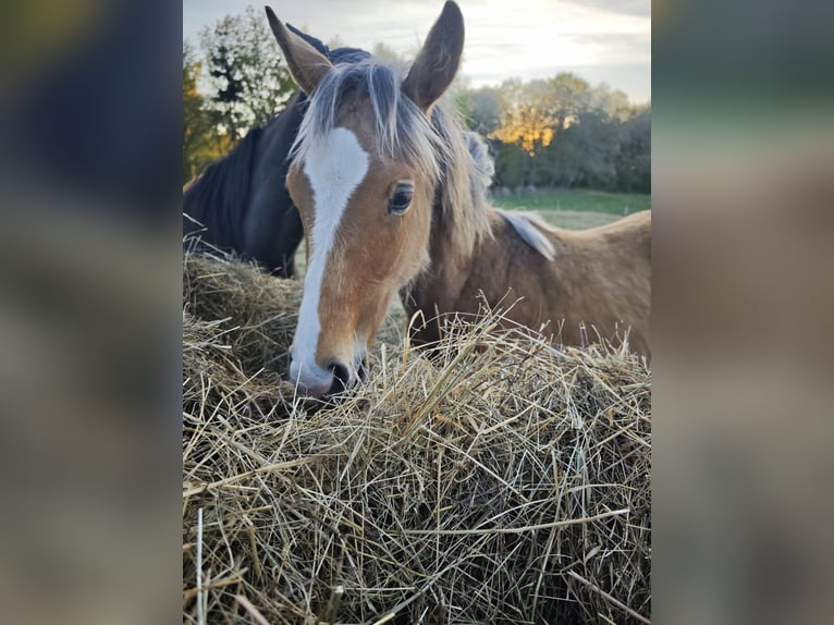 Koń czystej krwi arabskiej Mix Ogier 1 Rok  in Birkenfelde