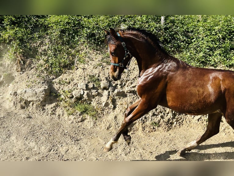 Koń czystej krwi arabskiej Ogier 1 Rok Gniada in Fosdinovo