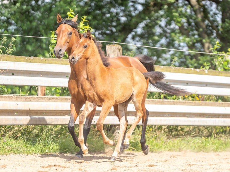 Koń czystej krwi arabskiej Ogier 1 Rok Gniada in Herzberg am Harz