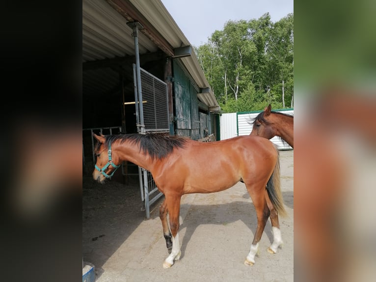 Koń czystej krwi arabskiej Ogier 1 Rok Gniada in Loxstedt