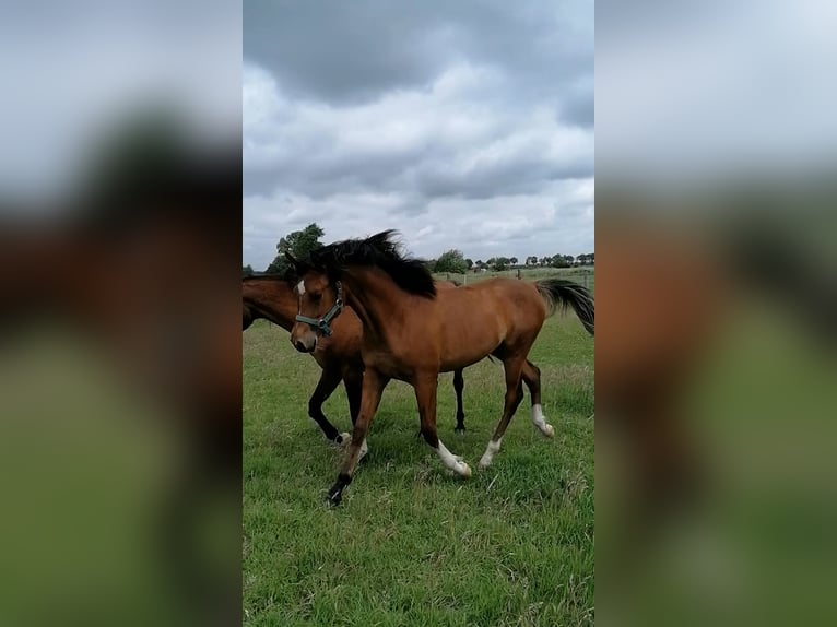 Koń czystej krwi arabskiej Ogier 1 Rok Gniada in Loxstedt