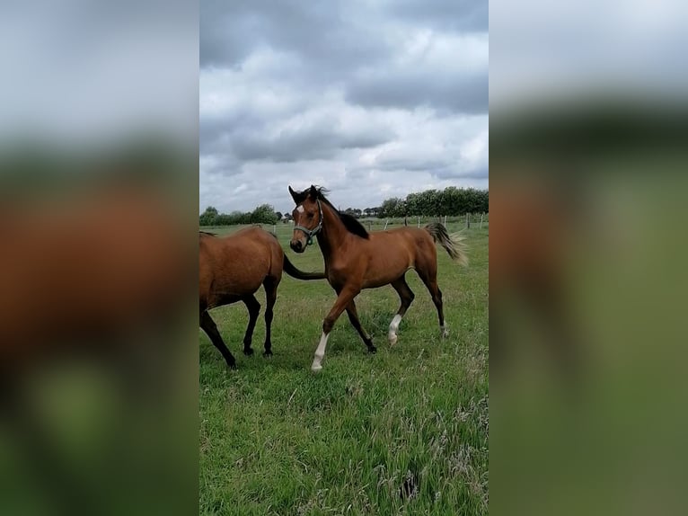 Koń czystej krwi arabskiej Ogier 1 Rok Gniada in Loxstedt