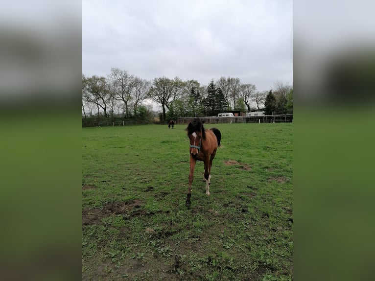 Koń czystej krwi arabskiej Ogier 1 Rok Gniada in Loxstedt