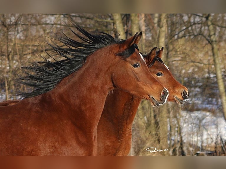 Koń czystej krwi arabskiej Ogier 1 Rok Gniada in Ried im Traunkreis