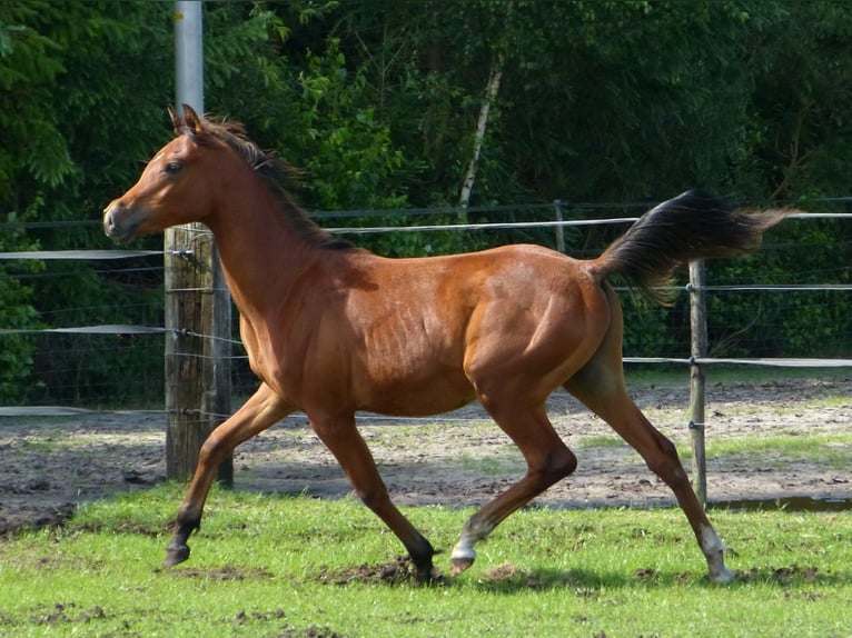 Koń czystej krwi arabskiej Ogier 1 Rok Jasnogniada in Punthorst