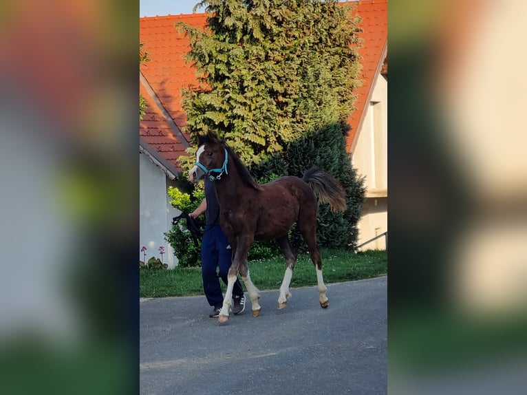 Koń czystej krwi arabskiej Ogier 1 Rok Karosiwa in Ptuj