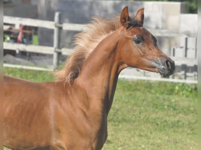 Koń czystej krwi arabskiej Ogier 1 Rok Kasztanowata in Gmunden