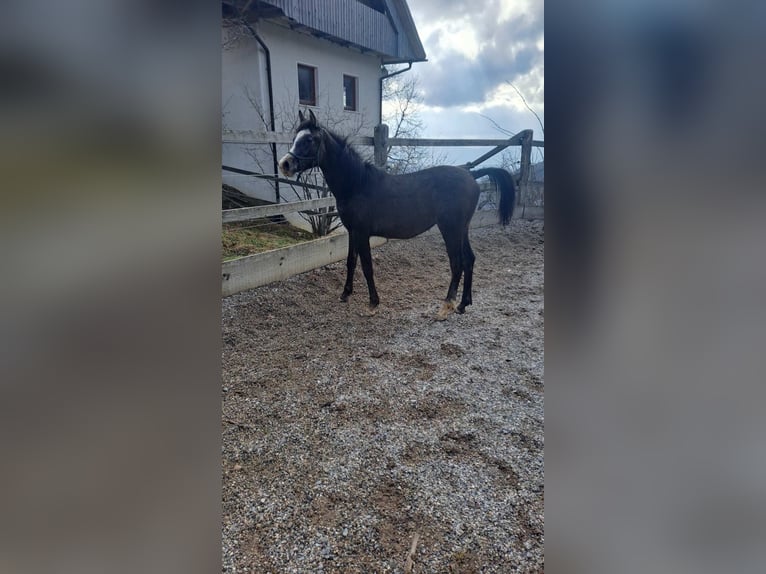 Koń czystej krwi arabskiej Ogier 1 Rok Kasztanowatodereszowata in Poljane nad Škofjo Loko