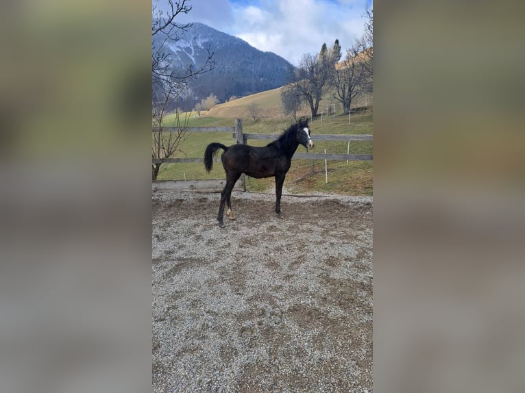 Koń czystej krwi arabskiej Ogier 1 Rok Kasztanowatodereszowata in Poljane nad Škofjo Loko