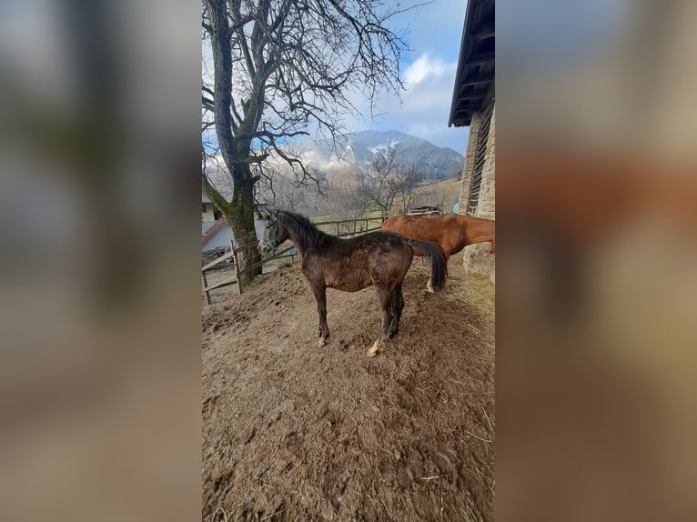 Koń czystej krwi arabskiej Ogier 1 Rok Kasztanowatodereszowata in Poljane nad Škofjo Loko