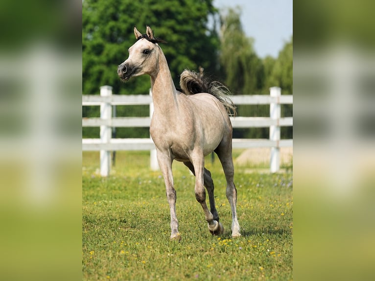 Koń czystej krwi arabskiej Ogier 1 Rok Siwa in Wola Rzędzińska