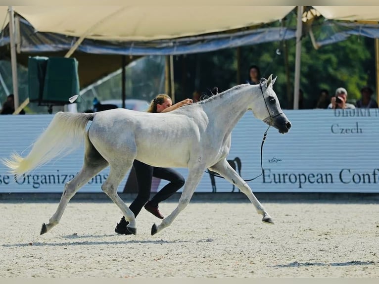Koń czystej krwi arabskiej Ogier 1 Rok Siwa in Chodová Planá
