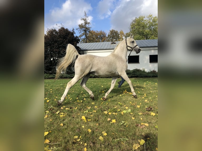 Koń czystej krwi arabskiej Ogier 22 lat Siwa in Janów Podlaski