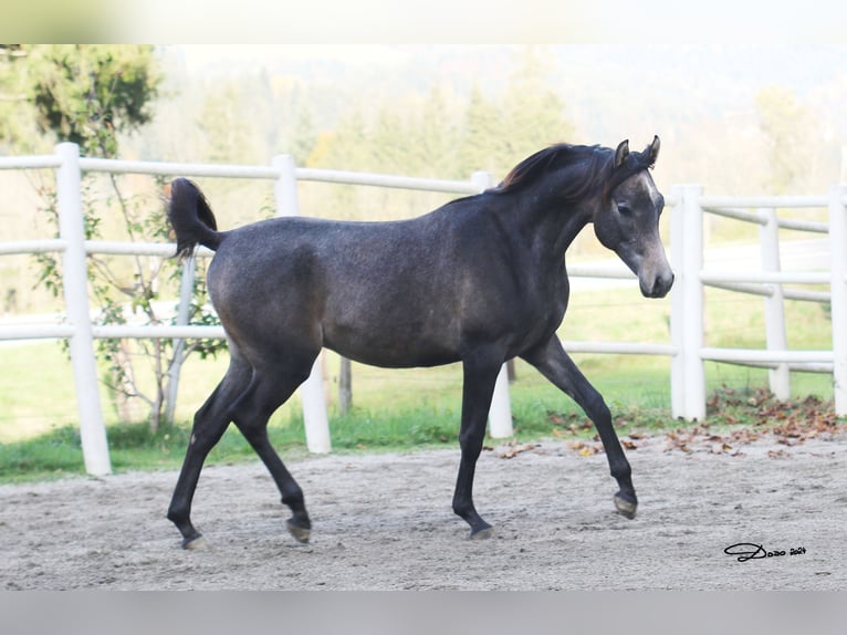 Koń czystej krwi arabskiej Ogier 2 lat 142 cm Siwa w hreczce in Söll