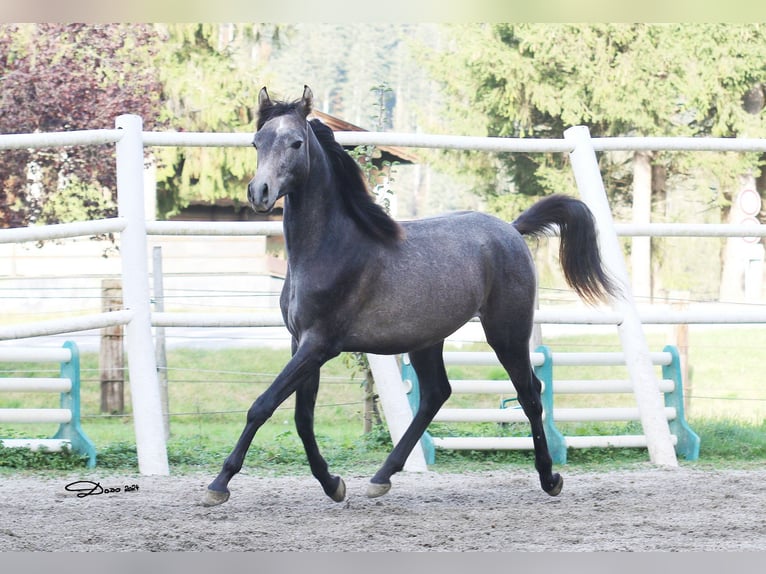 Koń czystej krwi arabskiej Ogier 2 lat 142 cm Siwa w hreczce in Söll