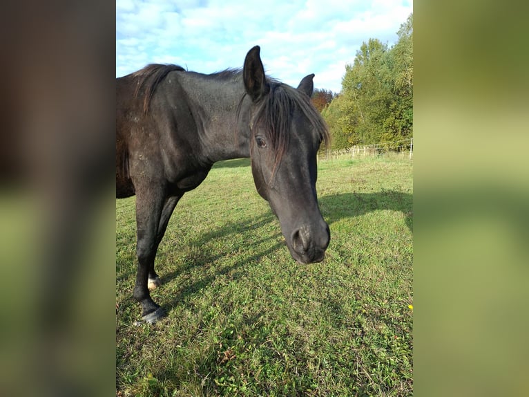 Koń czystej krwi arabskiej Ogier 2 lat 145 cm Kara in Grabownica Starze&#x144;ska