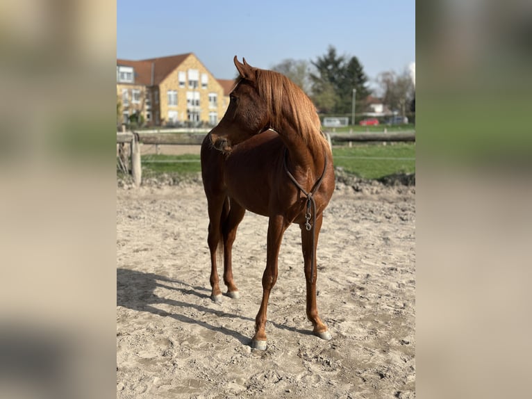 Koń czystej krwi arabskiej Ogier 2 lat 151 cm Ciemnokasztanowata in Duisburg