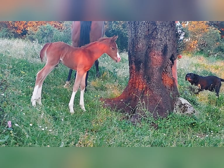 Koń czystej krwi arabskiej Ogier 2 lat 153 cm Kasztanowata in ZAFRA