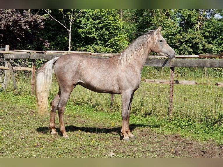 Koń czystej krwi arabskiej Ogier 2 lat 155 cm Siwa w hreczce in Boutersem