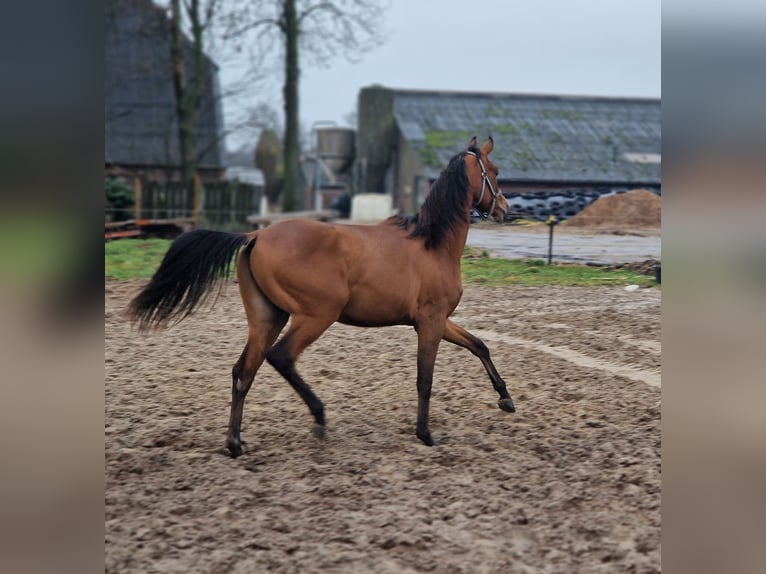 Koń czystej krwi arabskiej Ogier 2 lat 156 cm Jasnogniada in Nieuwlande