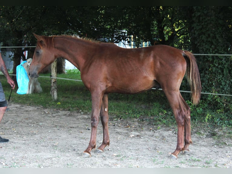 Koń czystej krwi arabskiej Ogier 2 lat 158 cm Ciemnokasztanowata in Laurenan