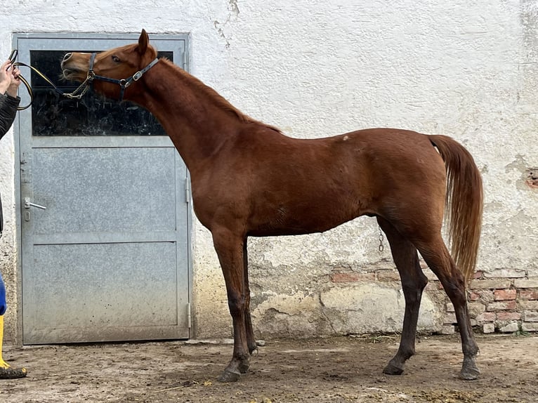 Koń czystej krwi arabskiej Ogier 2 lat 158 cm Kasztanowata in Villenbach