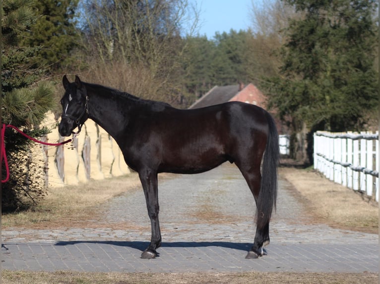 Koń czystej krwi arabskiej Ogier 2 lat 159 cm Kara in Santok