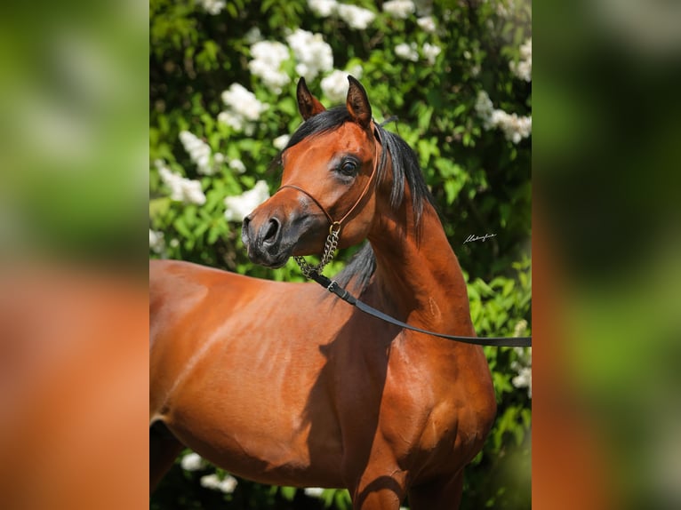 Koń czystej krwi arabskiej Ogier 2 lat Gniada in Stryk&#xF3;w