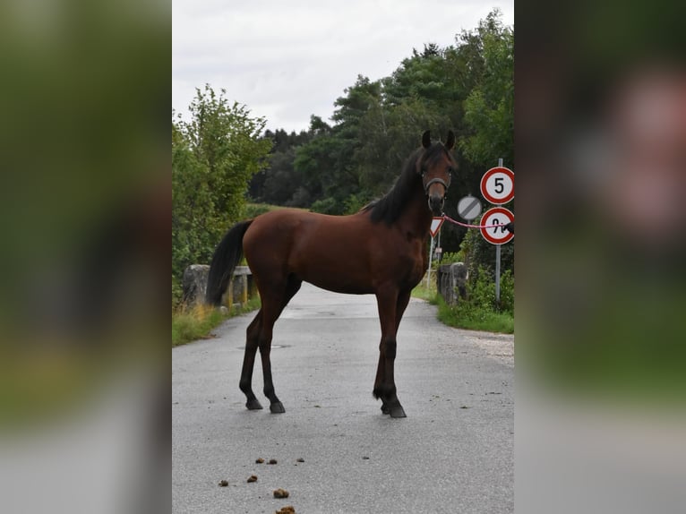 Koń czystej krwi arabskiej Ogier 2 lat in Fisching