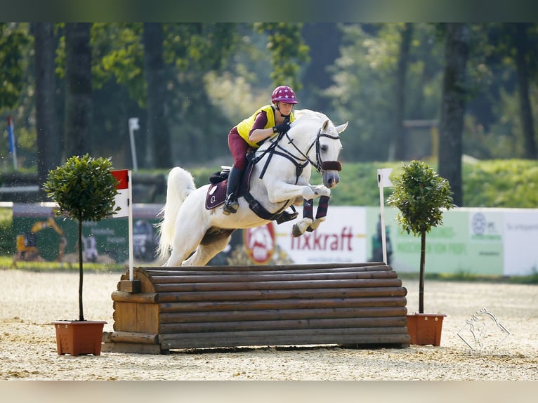 Koń czystej krwi arabskiej Ogier 3 lat 148 cm Siwa w hreczce in Söll