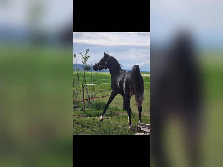 Koń czystej krwi arabskiej Ogier 3 lat 150 cm Kara in HagendornHagendorn